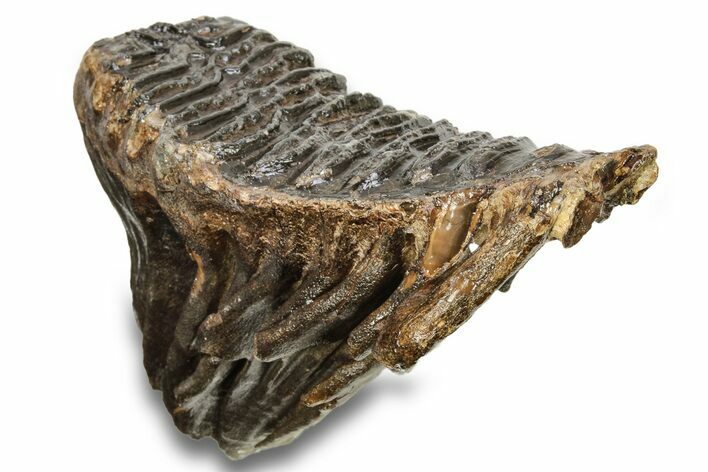 Fossil Woolly Mammoth Molar - Siberia #259931